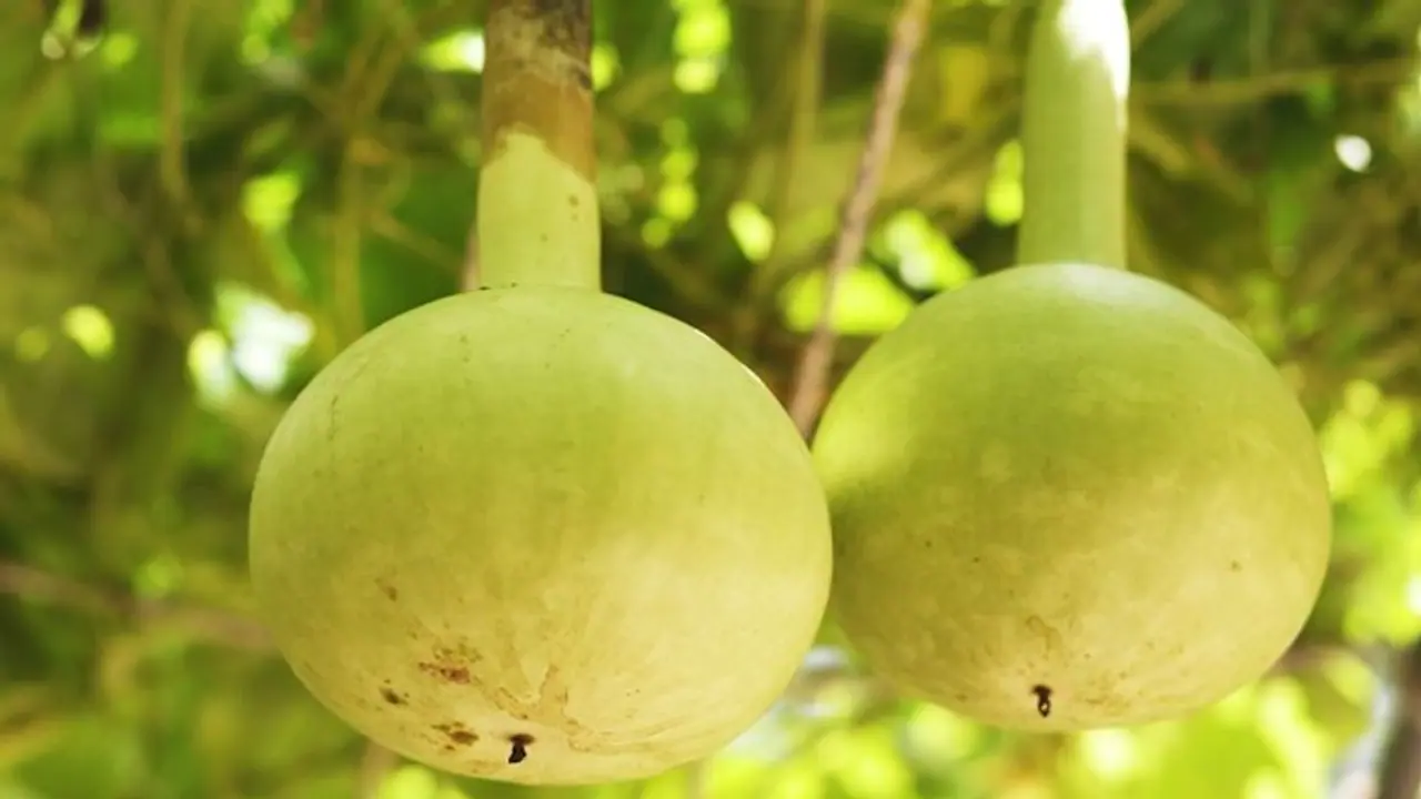 Here are 7 health benefits of having bottlegourd everyday in your diet