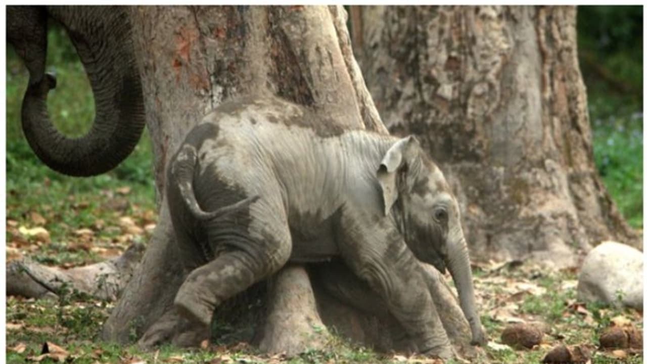 ഈ ആനക്കുട്ടിയുടെ തമാശക്കളികള് കണ്ടാല് നിങ്ങളുടെ ഒരു ദിവസം സന്തോഷപൂര്ണ്ണമാകും; വൈറല് കുറിപ്പ് ! ഈ ആനക്കുട്ടിയുടെ തമാശക്കളികള് കണ്ടാല് നിങ്ങളുടെ ഒരു ദിവസം സന്തോഷപൂര്ണ്ണമാകും; വൈറല് കുറിപ്പ് !
