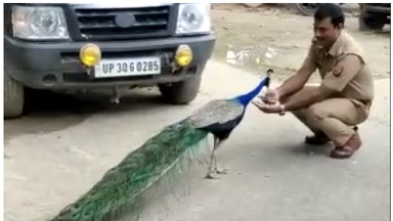 പോലീസ് ഓഫീസറും ദേശീയ പക്ഷിയും തമ്മിലുള്ള അപൂര്‍വ്വ സൗഹൃദം; വൈറലായി വീഡിയോ !