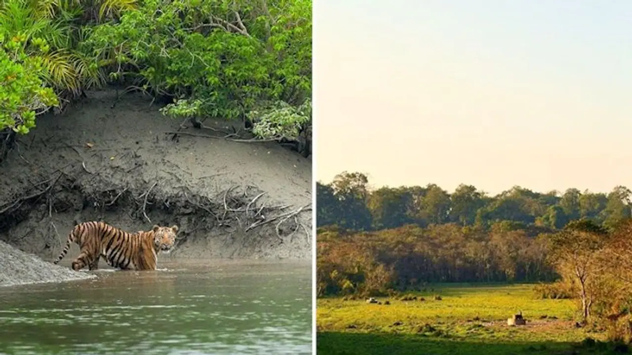 Gorumara to Sundarbans: Explore the enchanting national parks of West Bengal Gorumara to Sundarbans: Explore the enchanting national parks of West Bengal