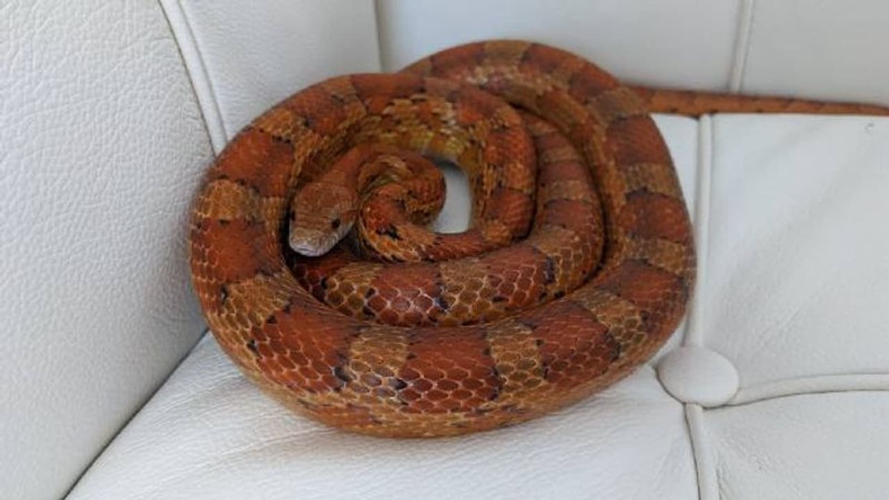 വസ്ത്രത്തിനുള്ളിൽ ജീവനുള്ള പാമ്പുകളെ ഒളിപ്പിച്ച് കടത്താൻ ശ്രമം; യുവതി പിടിയിൽ വസ്ത്രത്തിനുള്ളിൽ ജീവനുള്ള പാമ്പുകളെ ഒളിപ്പിച്ച് കടത്താൻ ശ്രമം; യുവതി പിടിയിൽ