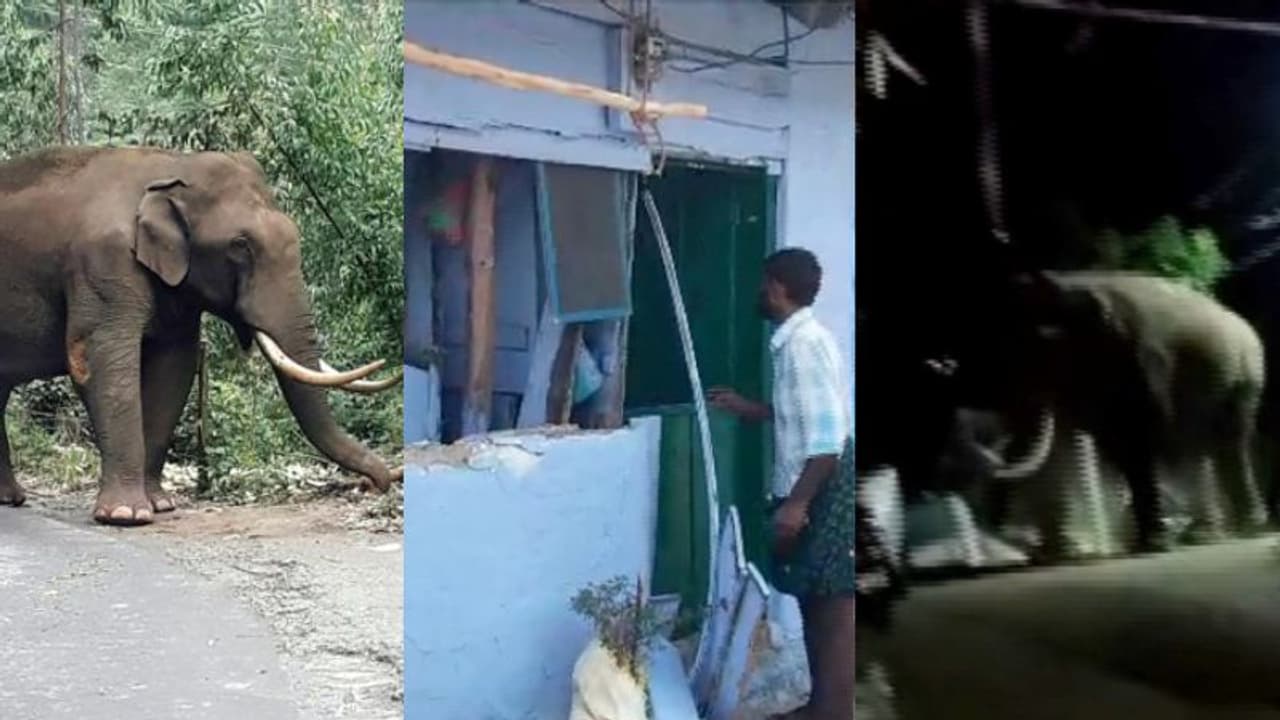 അരിക്കൊമ്പനെ കാടുകയറ്റിയിട്ടും രക്ഷയില്ല, ഒരു ചാക്ക് അരി അകത്താക്കി കൊമ്പൻ, വീടിന്‍റെ വാതിൽ തകർത്ത് പടയപ്പ..