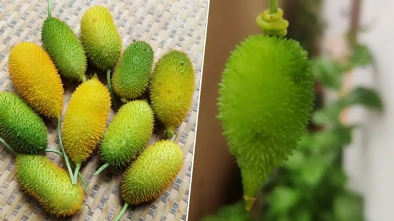 Spiny Gourd: 5 Health benefits from diabetes management to weight loss Spiny Gourd: 5 Health benefits from diabetes management to weight loss