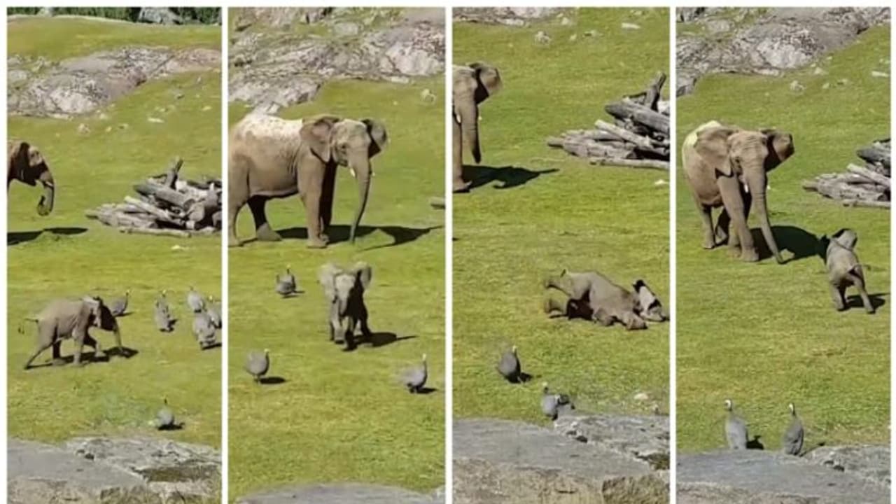 പക്ഷികളുമായി ഒരു 'ചുറ്റിക്കളി', കറങ്ങി വീണപ്പോള്, ഓടി അമ്മയ്ക്കടുത്തേക്ക്; വൈറലായി ആനക്കുട്ടിയുടെ കളി ! പക്ഷികളുമായി ഒരു 'ചുറ്റിക്കളി', കറങ്ങി വീണപ്പോള്, ഓടി അമ്മയ്ക്കടുത്തേക്ക്; വൈറലായി ആനക്കുട്ടിയുടെ കളി !