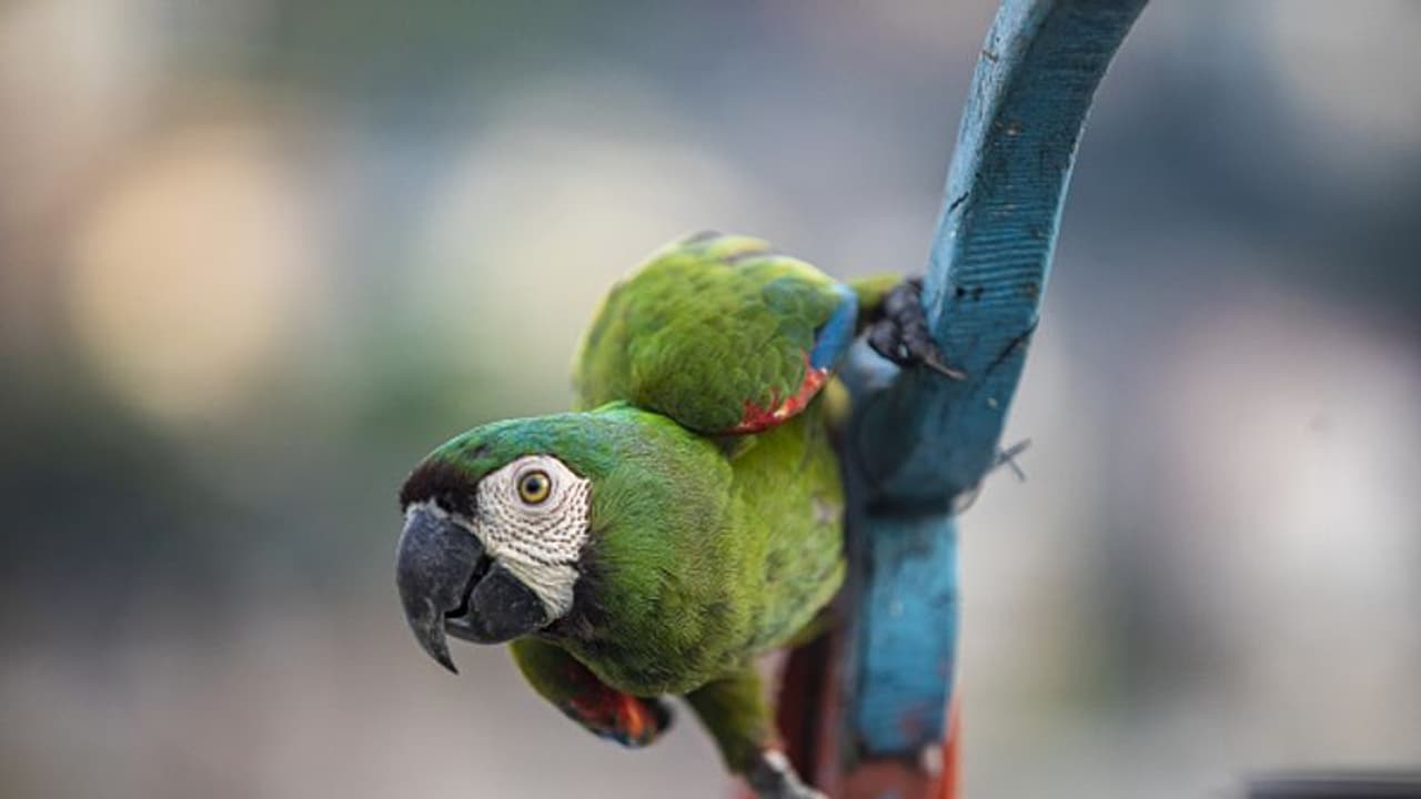 സ്ത്രീയുടെ നിലവിളി കേട്ടെന്ന് പരാതി; പാഞ്ഞെത്തി പോലീസ്, ഒടുവില് നിലവിളിച്ചയാളെ കണ്ടെത്തി, ഒരു തത്ത ! സ്ത്രീയുടെ നിലവിളി കേട്ടെന്ന് പരാതി; പാഞ്ഞെത്തി പോലീസ്, ഒടുവില് നിലവിളിച്ചയാളെ കണ്ടെത്തി, ഒരു തത്ത !