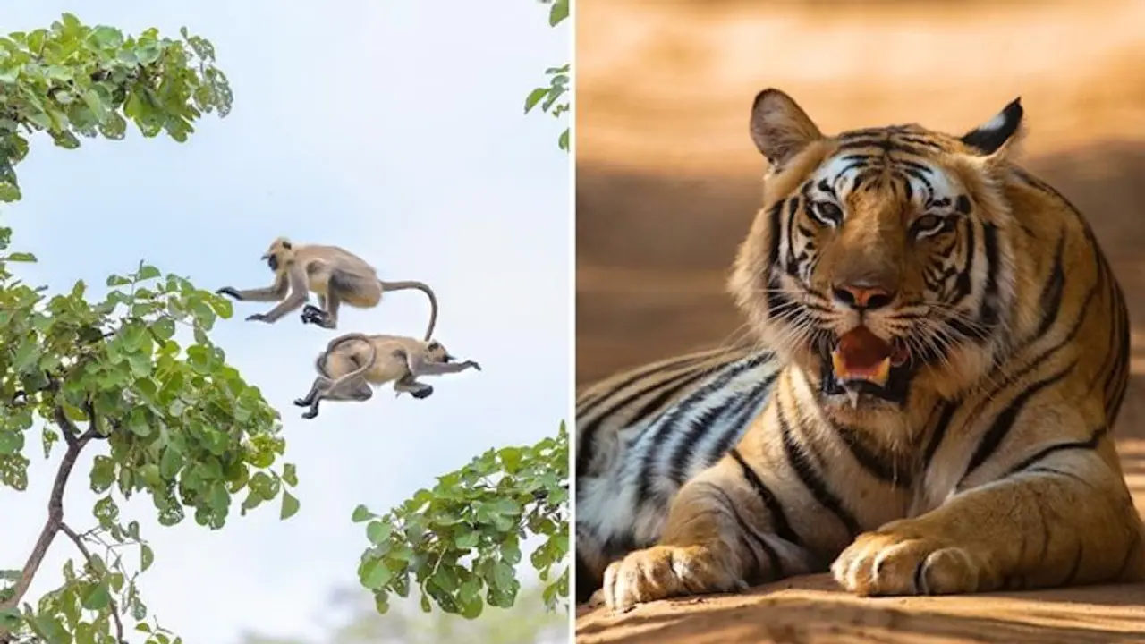 Bandhavgarh to Panna: Explore the 6 wildlife corridor of Madhya Pradesh Bandhavgarh to Panna: Explore the 6 wildlife corridor of Madhya Pradesh