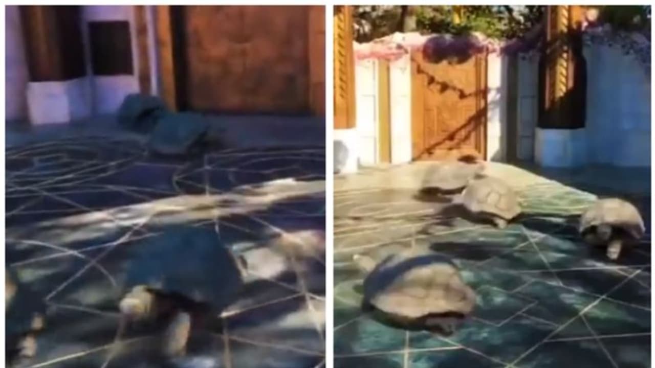 ആമകളുടെ ഓട്ടം കണ്ട നെറ്റിസണ്സ് മൂക്കത്ത് വിരല്വച്ചു; 'ആമകളിങ്ങനെ ഓടുമോ?' കണ്ടവര് കണ്ടവര് ചോദിച്ചു ആമകളുടെ ഓട്ടം കണ്ട നെറ്റിസണ്സ് മൂക്കത്ത് വിരല്വച്ചു; 'ആമകളിങ്ങനെ ഓടുമോ?' കണ്ടവര് കണ്ടവര് ചോദിച്ചു