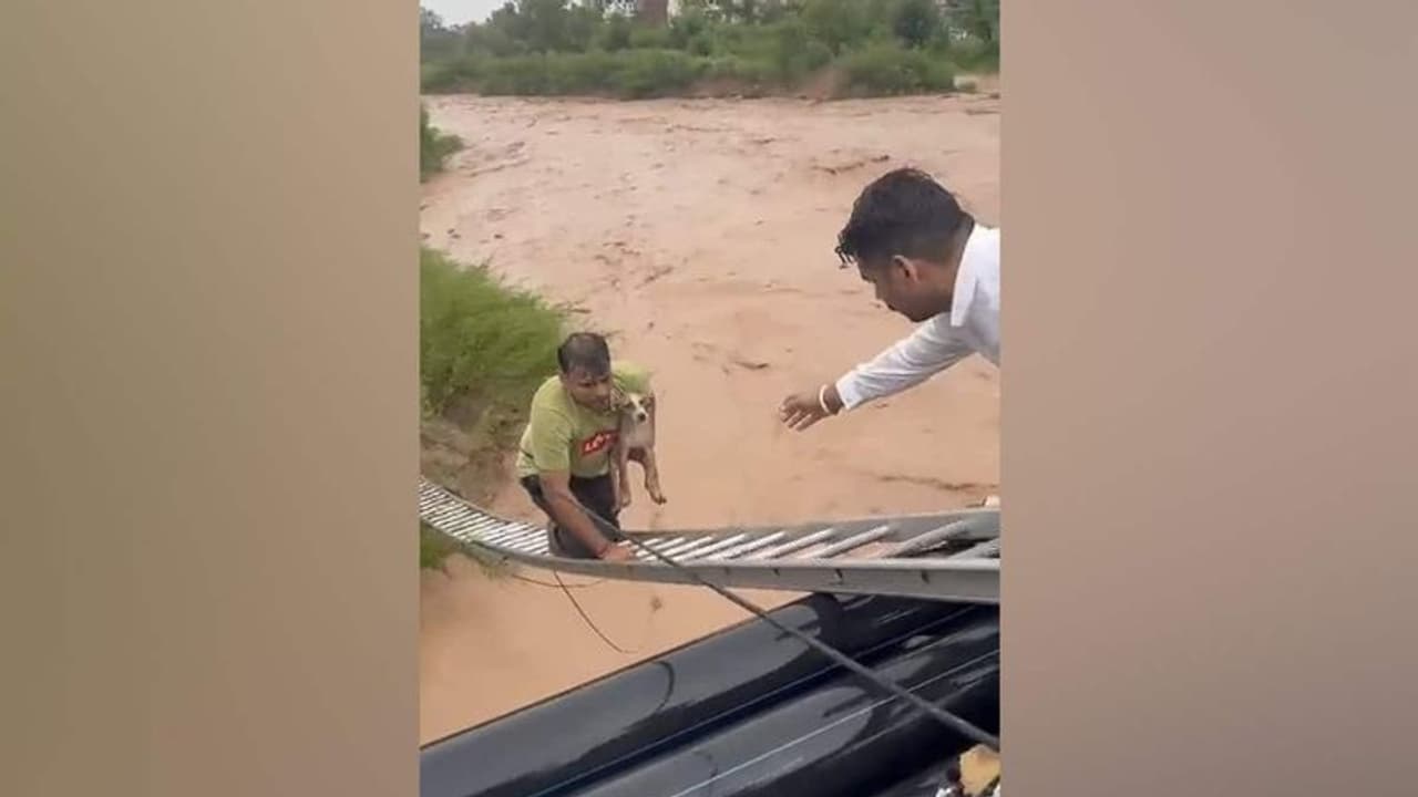 சீறிப்பாயும் வெள்ளத்தில் உயிரைப் பணயம் வைத்து நாயைக் காப்பாற்றிய நபர்! வைரல் வீடியோவுக்கு குவியும் பாராட்டு! சீறிப்பாயும் வெள்ளத்தில் உயிரைப் பணயம் வைத்து நாயைக் காப்பாற்றிய நபர்! வைரல் வீடியோவுக்கு குவியும் பாராட்டு!