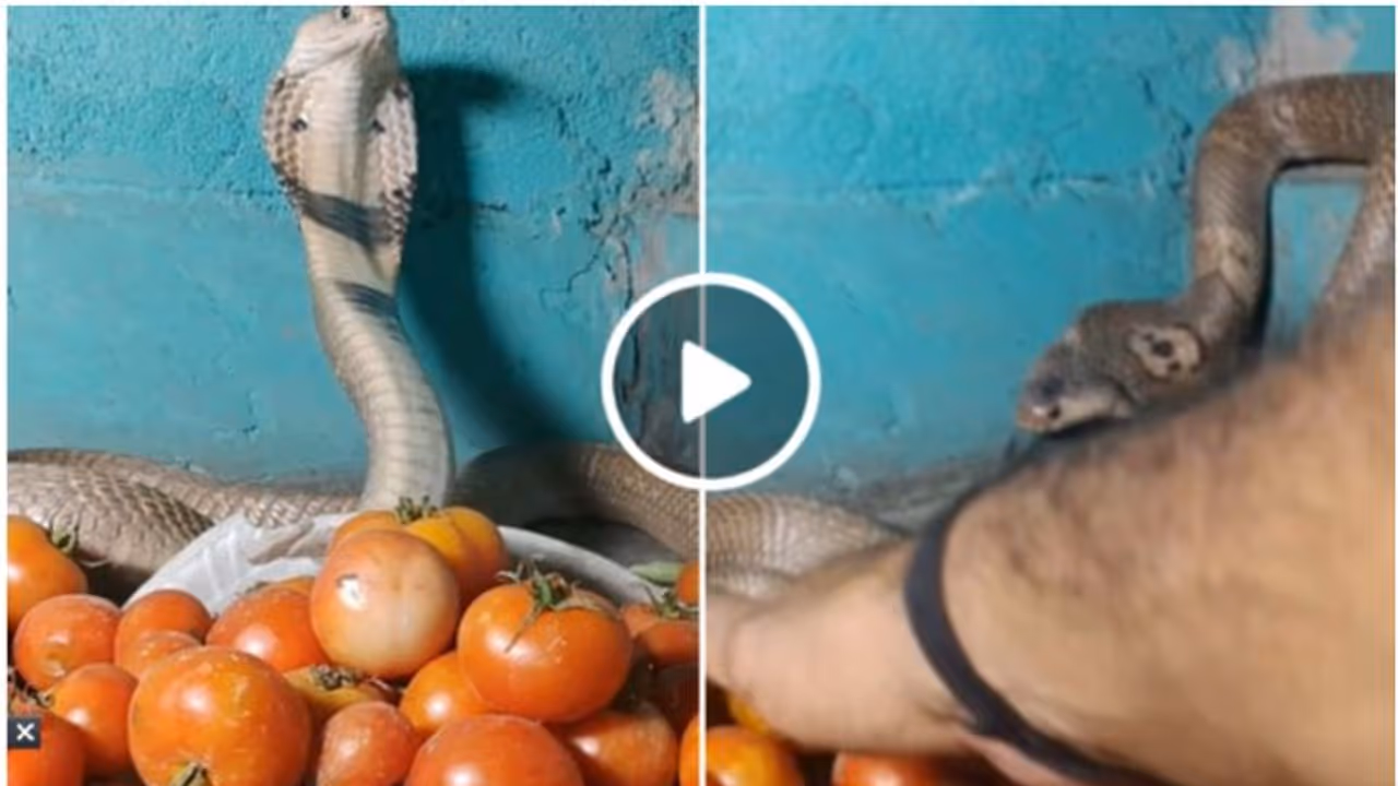 'പൊന്നും വിലയുള്ള തക്കാളിയെ സംരക്ഷിക്കുന്ന മൂർഖൻ'; എടുക്കാൻ നോക്കിയാൽ ചീറ്റിയെത്തും! വീഡിയോ വൈറൽ 'പൊന്നും വിലയുള്ള തക്കാളിയെ സംരക്ഷിക്കുന്ന മൂർഖൻ'; എടുക്കാൻ നോക്കിയാൽ ചീറ്റിയെത്തും! വീഡിയോ വൈറൽ