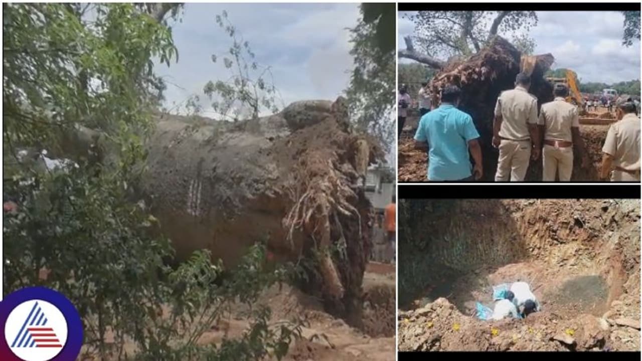 ಸವಣೂರಿನ 2 ಸಾವಿರ ವರ್ಷದ ಹುಣಸೆ ಮರ, ಮರುನಾಟಿ ಮಾಡಿದ ಕೃಷಿ ವಿಜ್ಞಾನಿಗಳು ಸವಣೂರಿನ 2 ಸಾವಿರ ವರ್ಷದ ಹುಣಸೆ ಮರ, ಮರುನಾಟಿ ಮಾಡಿದ ಕೃಷಿ ವಿಜ್ಞಾನಿಗಳು