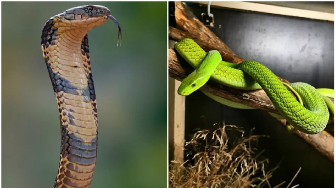 Snakes Garden: ಹೂವಲ್ಲ ಹಾವಿನ ಗಾರ್ಡನ್..! ಕೈ ಹಾಕಿದ್ರೆ ಬುಸ್ ಎನ್ನುತ್ತೆ ನಾಗ 