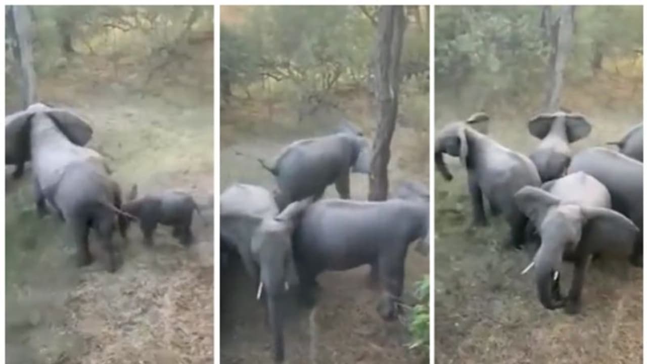 ശത്രു തൊട്ടടുത്ത്; കുട്ടികളെ രക്ഷിക്കാന് വട്ടമിട്ട് പ്രതിരോധം തീര്ക്കുന്ന ആനക്കൂട്ടത്തിന്റെ വീഡിയോ വൈറല്! ശത്രു തൊട്ടടുത്ത്; കുട്ടികളെ രക്ഷിക്കാന് വട്ടമിട്ട് പ്രതിരോധം തീര്ക്കുന്ന ആനക്കൂട്ടത്തിന്റെ വീഡിയോ വൈറല്!