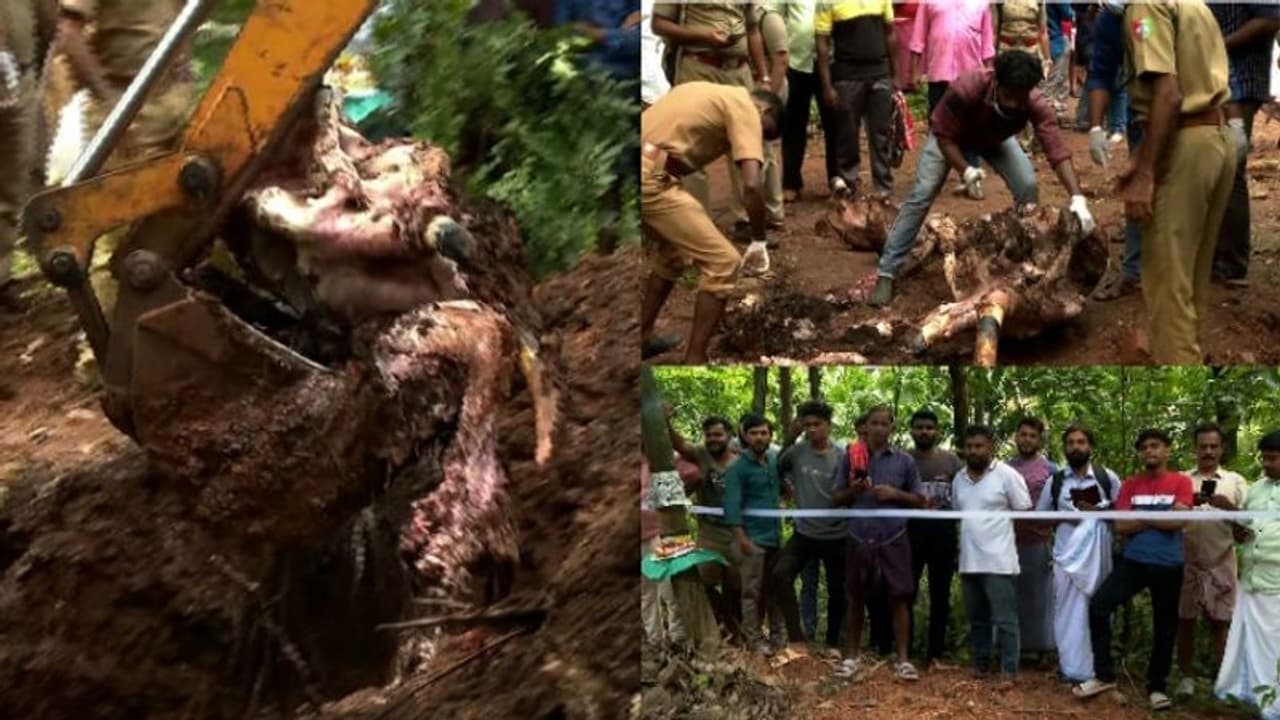 ചേലക്കരയിലെ കാട്ടാനയുടെ ജഡത്തിൽ കൊമ്പില്ല; മുറിച്ചെടുത്തതെന്ന് വെറ്ററിനറി സർജൻ ചേലക്കരയിലെ കാട്ടാനയുടെ ജഡത്തിൽ കൊമ്പില്ല; മുറിച്ചെടുത്തതെന്ന് വെറ്ററിനറി സർജൻ