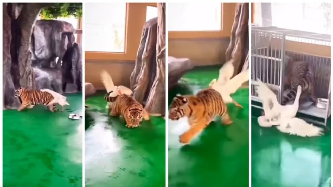 അരയന്നത്തിന്റെ അക്രമണം സഹിക്കാനാകാതെ ജീവന് രക്ഷിക്കാന് ഓടി കൂട്ടില്ക്കയറുന്ന കടുവ കുഞ്ഞിന്റെ വീഡിയോ ! അരയന്നത്തിന്റെ അക്രമണം സഹിക്കാനാകാതെ ജീവന് രക്ഷിക്കാന് ഓടി കൂട്ടില്ക്കയറുന്ന കടുവ കുഞ്ഞിന്റെ വീഡിയോ !