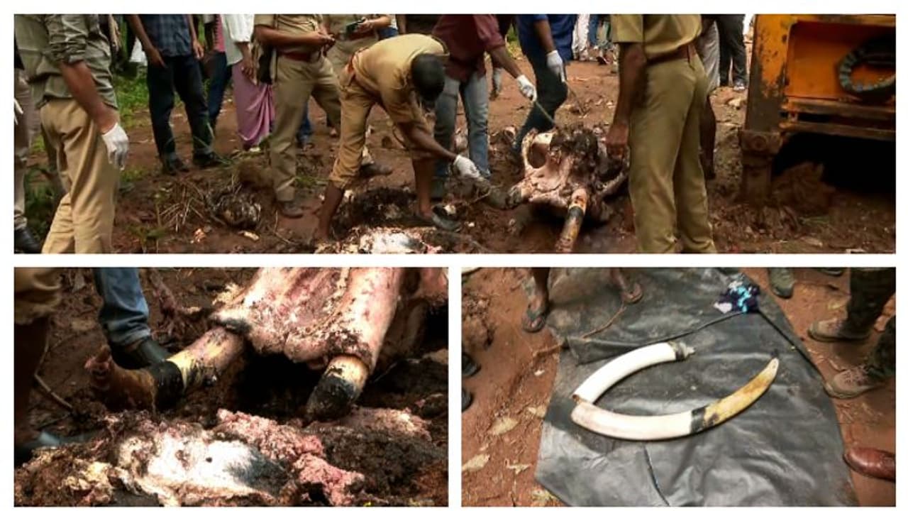 Kerala: Carcass of wild elephant with broken tusk found buried in rubber plantation in Thrissur Kerala: Carcass of wild elephant with broken tusk found buried in rubber plantation in Thrissur