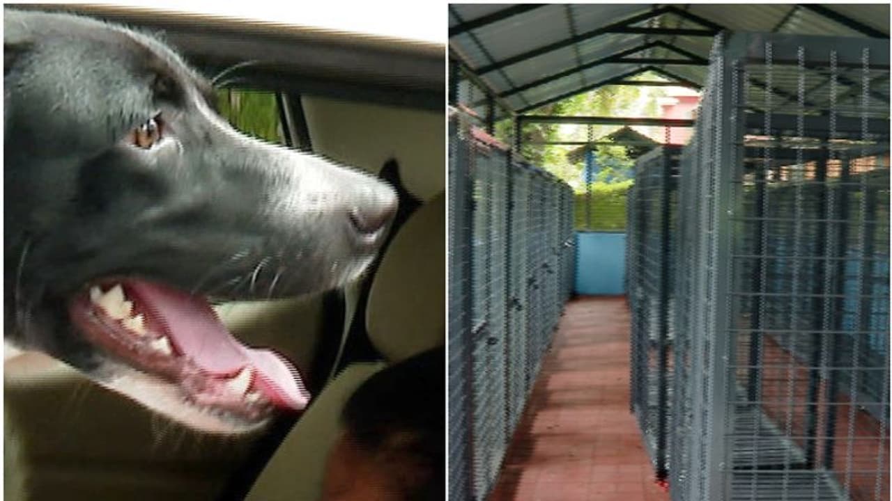 ഒരു ദിവസം 10ലേറെ നായ്ക്കളെ വന്ധ്യംകരിക്കുന്ന സംവിധാനം മതിയാകില്ല; നായപ്പേടിയിൽ എറണാകുളം ജില്ലയിൽ കൂടുതൽ നടപടി ഒരു ദിവസം 10ലേറെ നായ്ക്കളെ വന്ധ്യംകരിക്കുന്ന സംവിധാനം മതിയാകില്ല; നായപ്പേടിയിൽ എറണാകുളം ജില്ലയിൽ കൂടുതൽ നടപടി