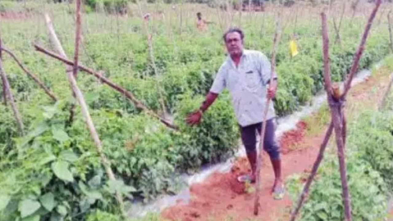 ರೈತನಿಗೆ ಸವಾಲಾದ ಟೊಮೆಟೋ ಬೆಳೆ ರಕ್ಷಣೆ: ತೋಟದಲ್ಲಿ ದೊಣ್ಣೆ ಹಿಡಿದು ಕಾವಲು ರೈತನಿಗೆ ಸವಾಲಾದ ಟೊಮೆಟೋ ಬೆಳೆ ರಕ್ಷಣೆ: ತೋಟದಲ್ಲಿ ದೊಣ್ಣೆ ಹಿಡಿದು ಕಾವಲು