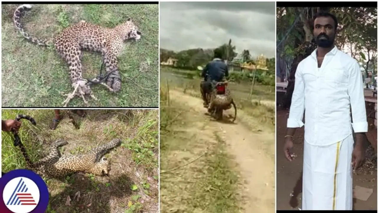 ದಾಳಿ ಮಾಡಿದ ಚಿರತೆಯನ್ನು ಹೆಡೆಮುರಿಕಟ್ಟಿ ಹಂದಿಮರಿ ರೀತಿ ಹೊತ್ತೊಯ್ದ ಹಾಸನದ ಶೂರ!