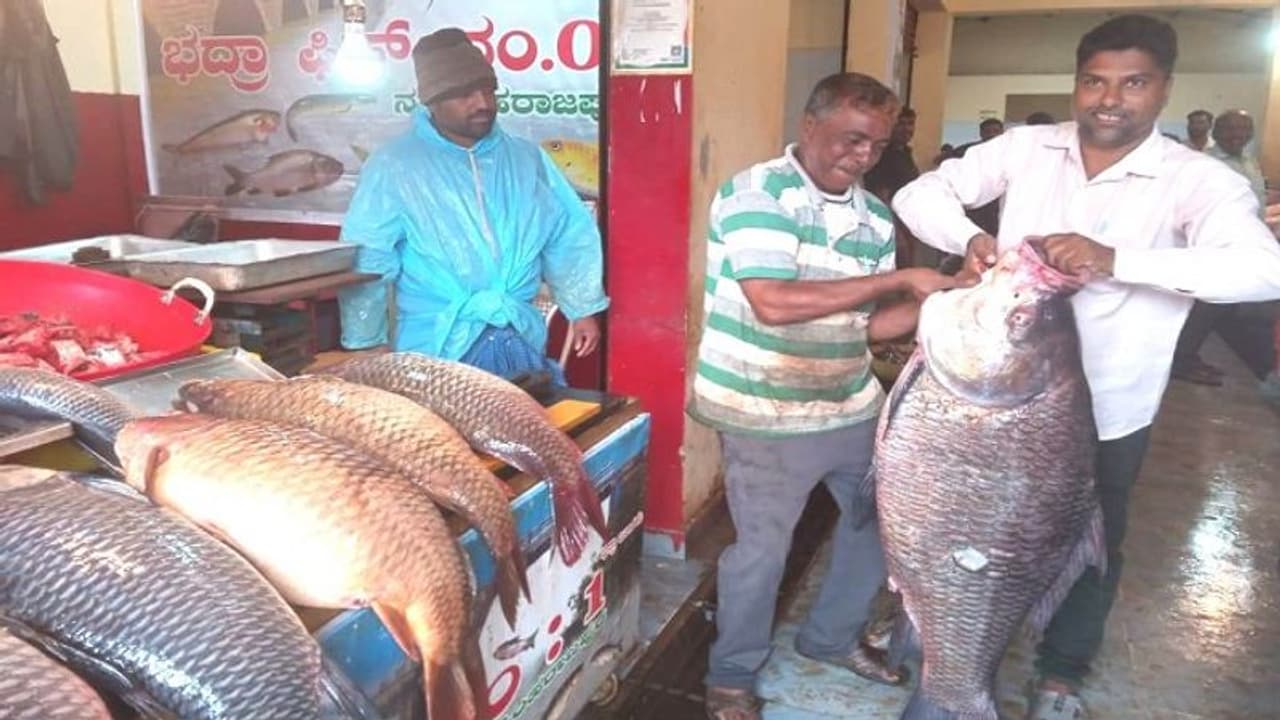 ನರಸಿಂಹರಾಜಪುರ: ಭದ್ರಾ ಹಿನ್ನೀರಿನ ಮೀನುಗಳಿಗೆ ಡಿಮ್ಯಾಂಡಪ್ಪೋ.. ಡಿಮ್ಯಾಂಡು..!