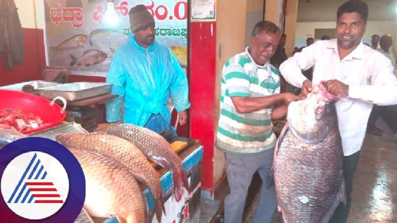 Chikkamagaluru: ಭದ್ರಾ ಹಿನ್ನೀರಿನ ಮೀನುಗಳಿಗೆ ಡಿಮ್ಯಾಂಡಪ್ಪೋ ..ಡಿಮ್ಯಾಂಡು! 