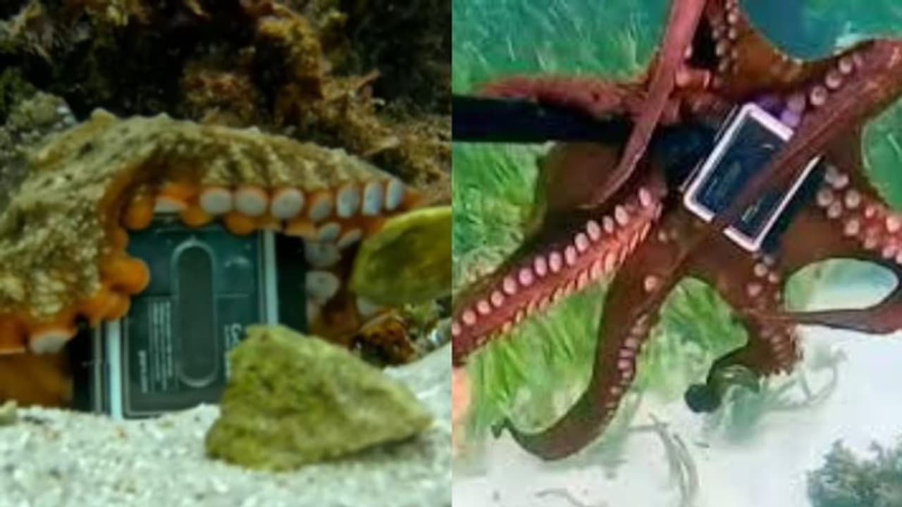 'തരില്ല ഞാന്‍...'; ഗോപ്രോ ക്യാമറ തട്ടിയെടുത്ത് നീരാളി, ഒടുവില്‍ പിടിവലി; വൈറലായി അണ്ടർവാട്ടർ വീഡിയോ 