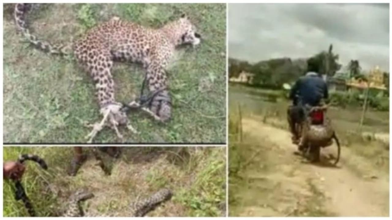 പുലിയെ മല്‍പിടുത്തത്തിലൂടെ കീഴ്‍പ്പെടുത്തിയ യുവാവ് ബൈക്കില്‍ കെട്ടിവെച്ച് ഫോറസ്റ്റ് ഓഫീസിലെത്തിച്ചു വീഡിയോ