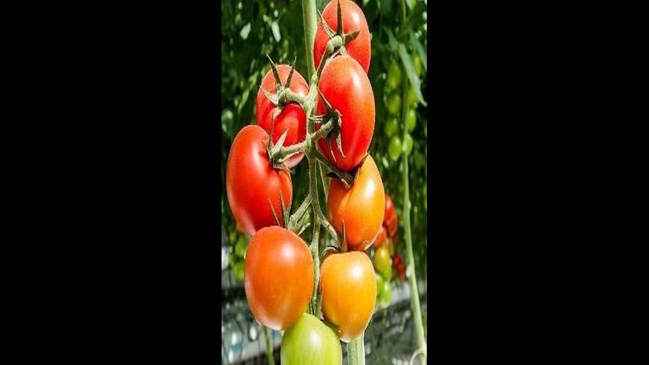 ಪೊಲೀಸ್‌ ಕೆಲಸ ಸಿಕ್ಕರೂ ಕೃಷಿಯ ಮೇಲೆ ಕಡಿಮೆಯಾಗದ ಪ್ರೀತಿ!