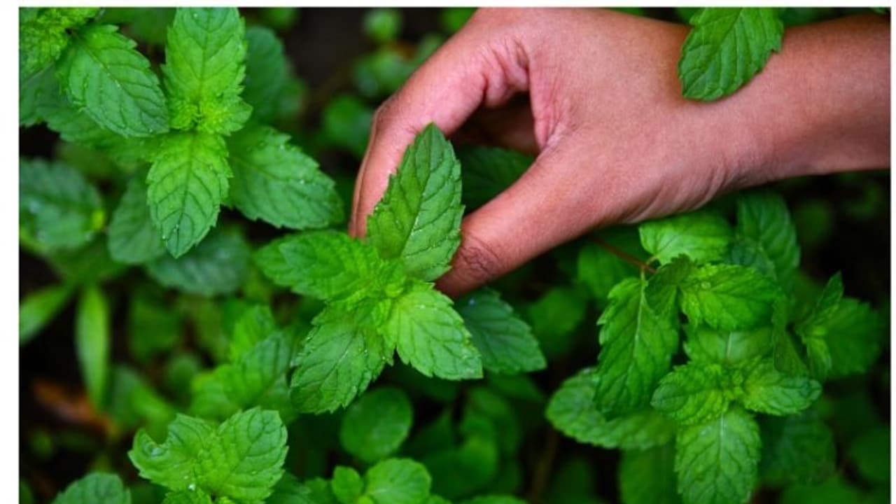മഴക്കാലത്ത് പ്രതിരോധശേഷി കൂട്ടാൻ സഹായിക്കുന്ന രണ്ട് ഔഷധസസ്യങ്ങൾ