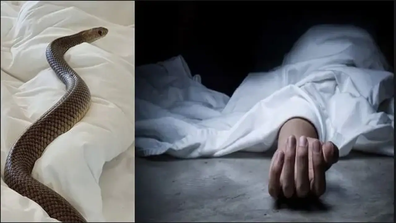 snake on bed
