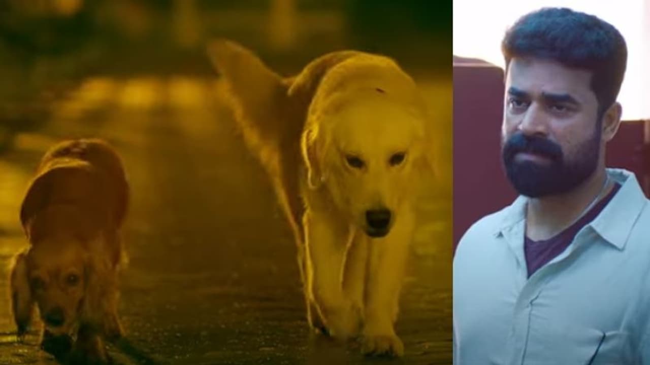 'നമുക്ക് വേണ്ടി ജീവിതം തന്നെ മാറ്റിവയ്ക്കും ഒരുനായ'; രസിപ്പിച്ച് 'വാലാട്ടി' ടെയിലർ 'നമുക്ക് വേണ്ടി ജീവിതം തന്നെ മാറ്റിവയ്ക്കും ഒരുനായ'; രസിപ്പിച്ച് 'വാലാട്ടി' ടെയിലർ