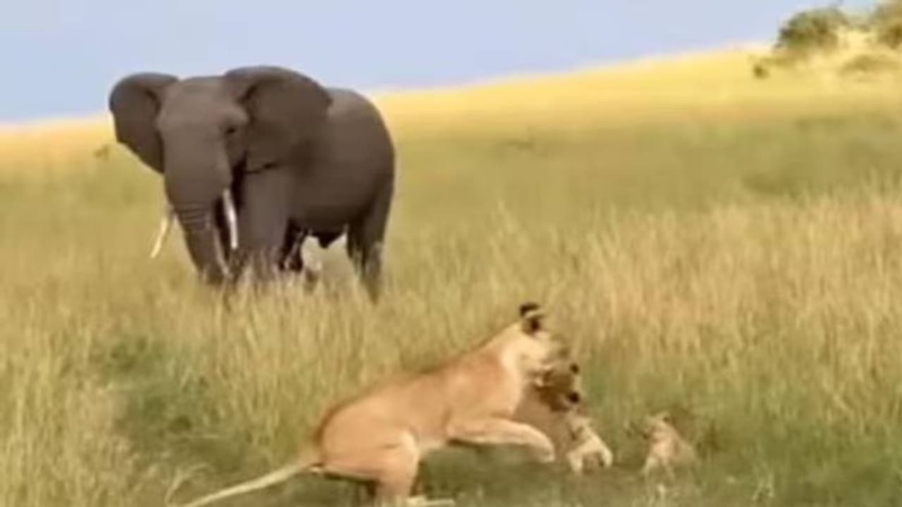 Viral video: നടന്നടുക്കുന്ന ആന, കുഞ്ഞുങ്ങളെ സംരക്ഷിക്കാൻ അമ്മസിംഹത്തിന്റെ പ്രയത്നം