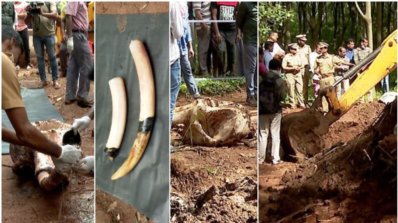 ആദ്യം ഒരു കൊമ്പിന്‍റെ പകുതി മുറിച്ചു, ആനയെ കൊന്ന സംഘത്തിൽ 6 പേർ, റോയ് മുങ്ങിയത് ഗോവയിൽ; അഖിലിന്‍റെ മൊഴി