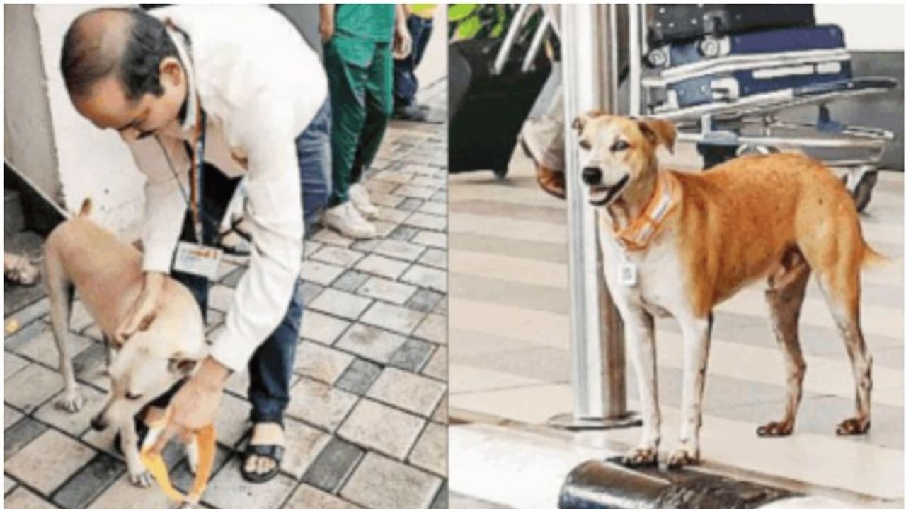 വിമാനത്താവളത്തിന് പുറത്തെ തെരുവ് നായ്ക്കൾക്ക് ആധാർ കാർഡും ക്യൂആർ കോഡും, കാരണമിത്... വിമാനത്താവളത്തിന് പുറത്തെ തെരുവ് നായ്ക്കൾക്ക് ആധാർ കാർഡും ക്യൂആർ കോഡും, കാരണമിത്...