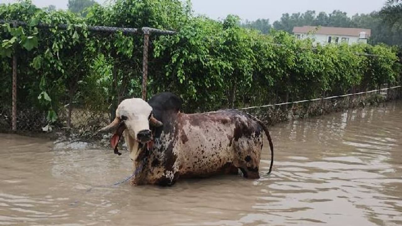 പ്രളയസ്ഥലത്ത് നിന്നും രക്ഷപ്പെടുത്തിയവയിൽ ഒരുകോടി വിലയുള്ള കാളയും ! പ്രളയസ്ഥലത്ത് നിന്നും രക്ഷപ്പെടുത്തിയവയിൽ ഒരുകോടി വിലയുള്ള കാളയും !