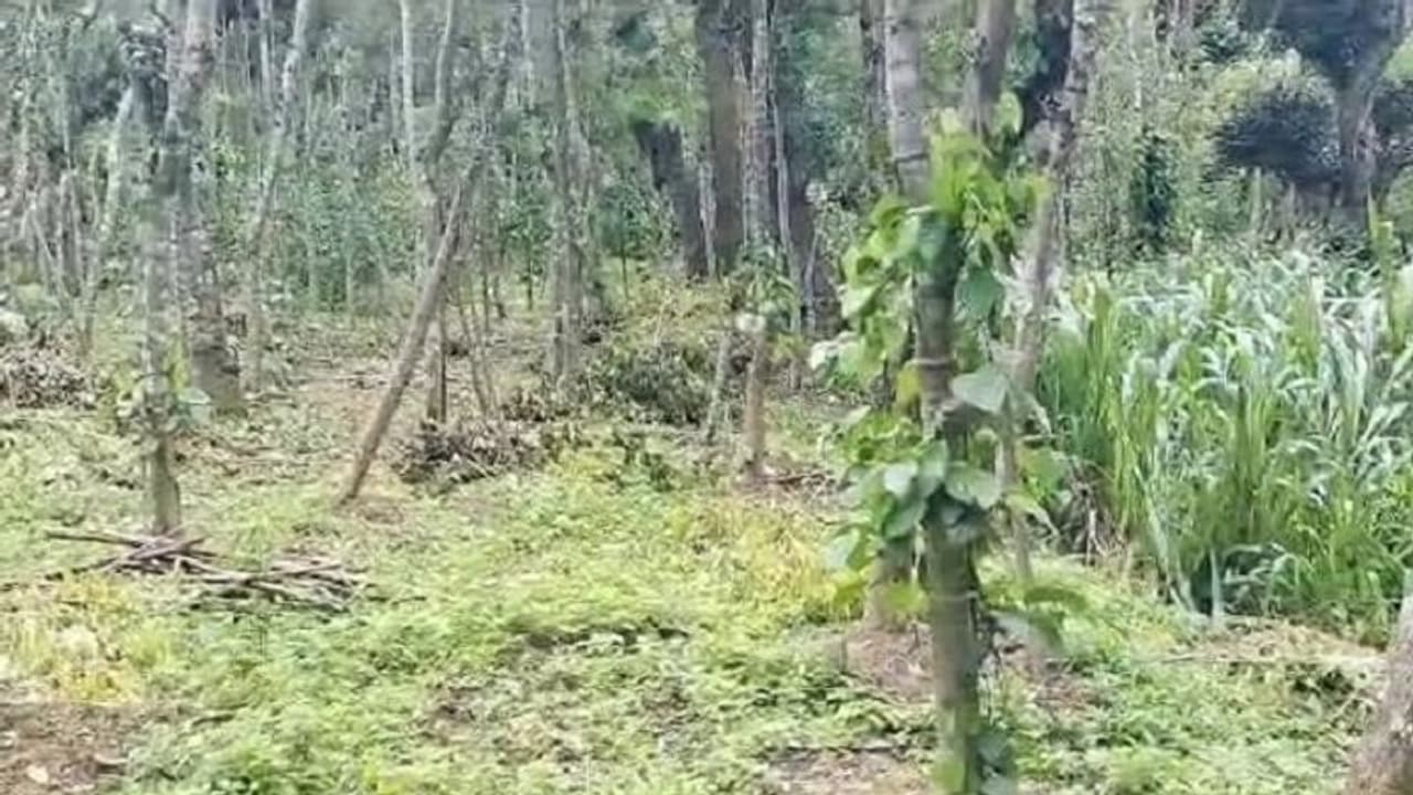 ಕೊಡಗಿನಲ್ಲಿ ಕಾಡುಹಂದಿ ಉಪಟಳಕ್ಕೆ ಭತ್ತದ ಬೆಳೆ ನಾಶ, ಕಂಗಾಲಾದ ಅನ್ನದಾತ..! ಕೊಡಗಿನಲ್ಲಿ ಕಾಡುಹಂದಿ ಉಪಟಳಕ್ಕೆ ಭತ್ತದ ಬೆಳೆ ನಾಶ, ಕಂಗಾಲಾದ ಅನ್ನದಾತ..!