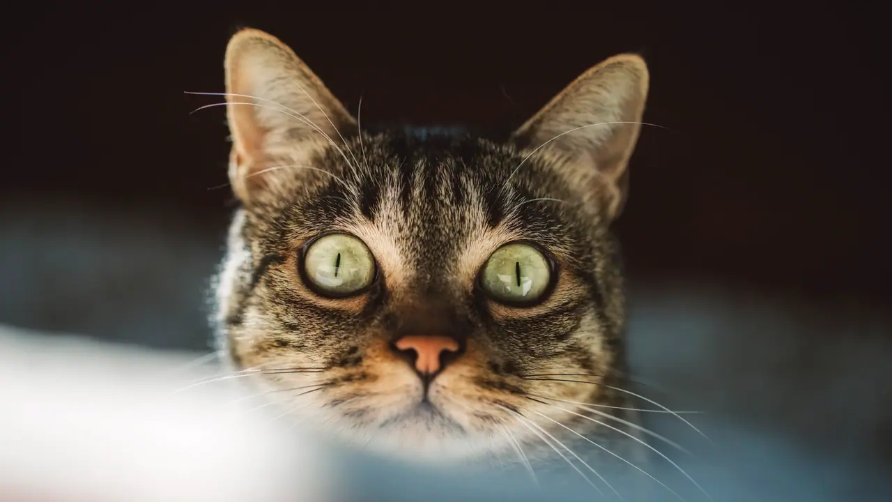 பூனை குறுக்கே வந்தால் கடந்து செல்வது துரதிர்ஷ்டமா? பூனையால் வரும் நல்ல பலன்கள் என்ன தெரியுமா? பூனை குறுக்கே வந்தால் கடந்து செல்வது துரதிர்ஷ்டமா? பூனையால் வரும் நல்ல பலன்கள் என்ன தெரியுமா?