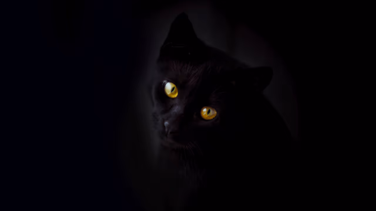 మూఢనమ్మకంతో అడ్డంగా బుక్కైన గజదొంగలు.. పిల్లి అడ్డొచ్చిందని..! మూఢనమ్మకంతో అడ్డంగా బుక్కైన గజదొంగలు.. పిల్లి అడ్డొచ్చిందని..!