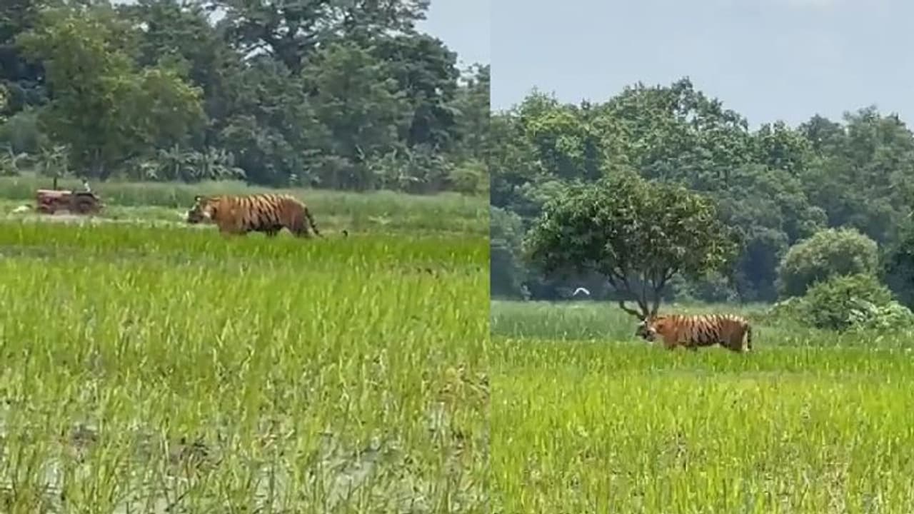 ಅಪೂರ್ವ ಕ್ಷಣ: ಒಂದೇ ಹೊಲದಲ್ಲಿ ಕ್ಯಾಮರಾಗೆ ಸೆರೆಯಾದ ಹುಲಿ, ರೈತ, ಬೆಳ್ಳಕ್ಕಿಗಳ ಹಿಂಡು