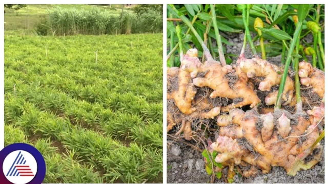 Ginger Price Hike: ಶುಂಠಿ ಬೆಳೆದ ರೈತ ರಾತ್ರೋ ರಾತ್ರಿ ಕುಬೇರ! Ginger Price Hike: ಶುಂಠಿ ಬೆಳೆದ ರೈತ ರಾತ್ರೋ ರಾತ್ರಿ ಕುಬೇರ!