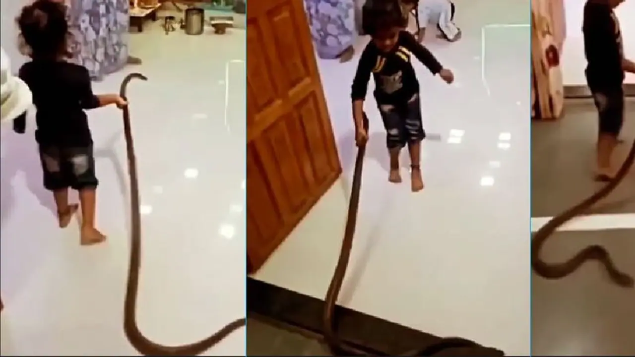 ಹಗ್ಗ ಅಲ್ಲ ಹಾವು ಹಿಡ್ಕೊಂಡು ಮನೆಗೆ ಬಂದ ಪೋರ: ವೈರಲ್ ವೀಡಿಯೋ : ಮನೆಯಲ್ಲಿದ್ದವರು ಜೂಟ್