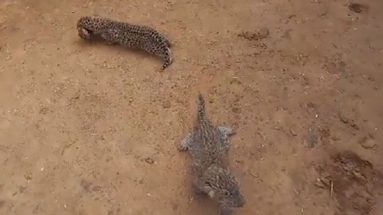 ಕುರಿ ಮೇಯಿಸಲು ಹೋದವರಿಂದ ತಬ್ಬಲಿಯಾದ್ವು ಚಿರತೆ ಮರಿಗಳು: ಈ ರೀತಿ ಮಾಡದಿರಿ: IFS ಅಧಿಕಾರಿ ಮನವಿ