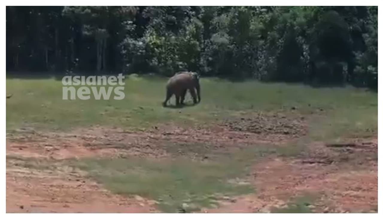 അരിക്കൊമ്പൻ്റെ പുതിയ വിശേഷങ്ങൾ പങ്കുവെച്ച് തമിഴ്നാട്; ദൃശ്യങ്ങൾ പുറത്ത്
