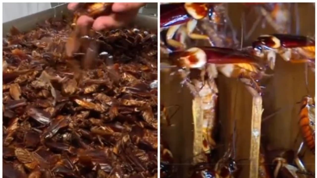 മനുഷ്യന് കഴിക്കാനായി ചൈനയുടെ 'പാറ്റ കൃഷി'; പ്രതികരണവുമായി നെറ്റിസണ്സ് ! മനുഷ്യന് കഴിക്കാനായി ചൈനയുടെ 'പാറ്റ കൃഷി'; പ്രതികരണവുമായി നെറ്റിസണ്സ് !