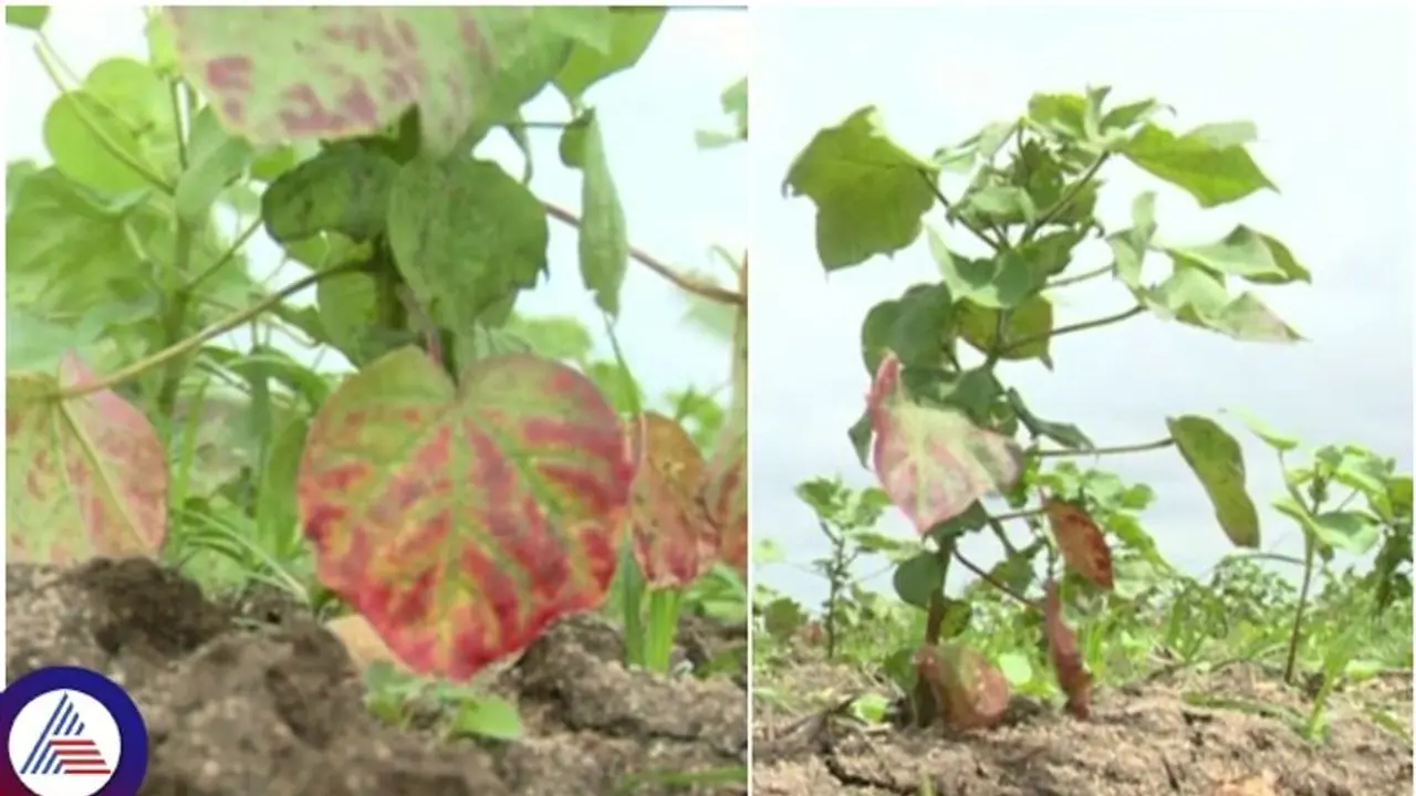 ಬೋರ್ವೆಲ್ ನೀರು ಬಿಟ್ಟರೆ ಒಣಗುತ್ತದೆ ಹತ್ತಿ ಬೆಳೆ! ಇದೆಂಥಾ ಬೀಜವೆಂದ ರೈತರು ಬೋರ್ವೆಲ್ ನೀರು ಬಿಟ್ಟರೆ ಒಣಗುತ್ತದೆ ಹತ್ತಿ ಬೆಳೆ! ಇದೆಂಥಾ ಬೀಜವೆಂದ ರೈತರು