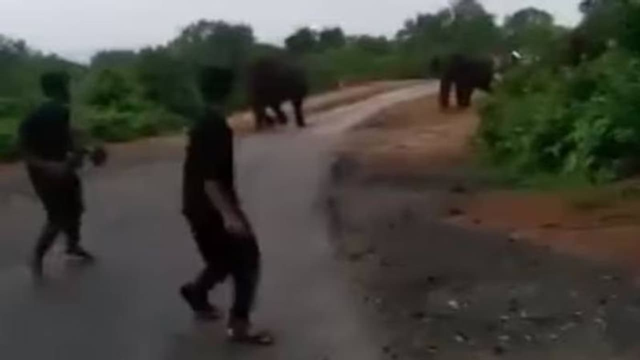 Viral video : ആനക്കൂട്ടത്തിന് നേരെ ടൂറിസ്റ്റുകളുടെ 'തമാശകളി', മുന്നറിയിപ്പുമായി ഐഎഫ്എസ് ഓഫീസർ Viral video : ആനക്കൂട്ടത്തിന് നേരെ ടൂറിസ്റ്റുകളുടെ 'തമാശകളി', മുന്നറിയിപ്പുമായി ഐഎഫ്എസ് ഓഫീസർ