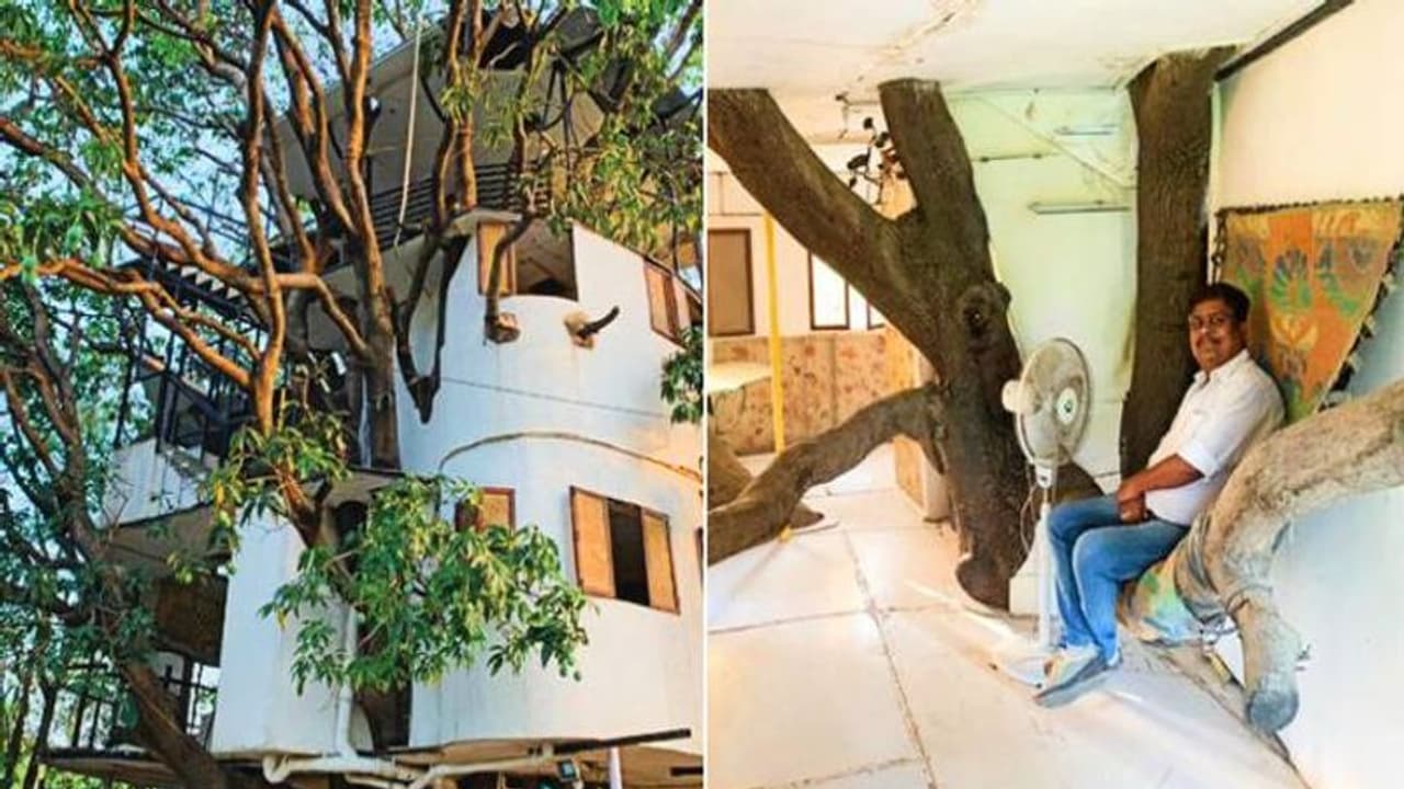 മാവിൽ തന്നെ പണിതിരിക്കുന്ന നാല് നില വീട്, ചില്ലകൾ പോലും മുറിച്ചുമാറ്റിയില്ല, ആകർഷണമായി ഈ ട്രീഹൗസ് മാവിൽ തന്നെ പണിതിരിക്കുന്ന നാല് നില വീട്, ചില്ലകൾ പോലും മുറിച്ചുമാറ്റിയില്ല, ആകർഷണമായി ഈ ട്രീഹൗസ്