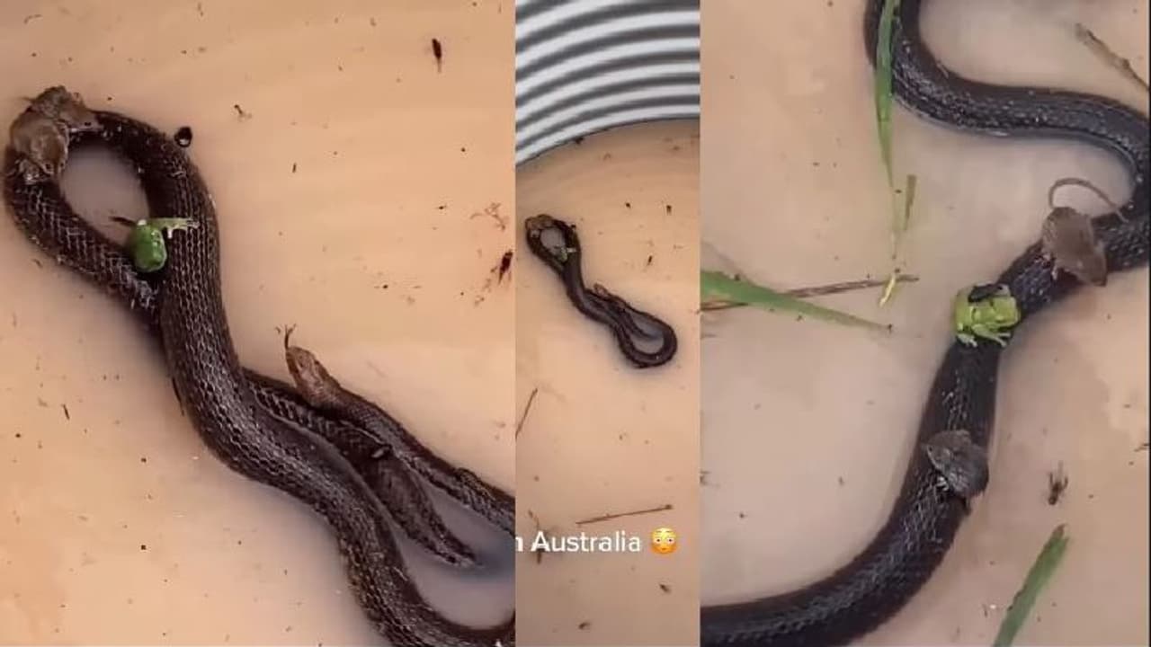 ಸಹಬಾಳ್ವೆ: ಪ್ರವಾಹದ ವೇಳೆ ಇಲಿ, ಕಪ್ಪೆಗಳಿಗೆ ತನ್ನ ದೇಹದ ಮೇಲೆಯೇ ಆಶ್ರಯ ನೀಡಿದ ಹಾವು ಸಹಬಾಳ್ವೆ: ಪ್ರವಾಹದ ವೇಳೆ ಇಲಿ, ಕಪ್ಪೆಗಳಿಗೆ ತನ್ನ ದೇಹದ ಮೇಲೆಯೇ ಆಶ್ರಯ ನೀಡಿದ ಹಾವು