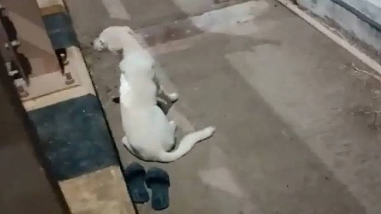 ஆற்றில் குதித்து இறந்துபோன தனது உரிமையாளருக்காக காத்திருந்த நாய்.. நெகிழ்ச்சி சம்பவம்.. ஆற்றில் குதித்து இறந்துபோன தனது உரிமையாளருக்காக காத்திருந்த நாய்.. நெகிழ்ச்சி சம்பவம்..