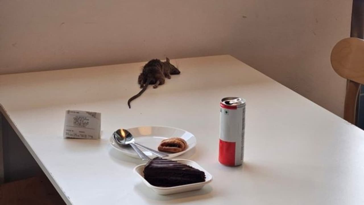 ഭക്ഷണം കഴിച്ചുകൊണ്ടിരിക്കെ മേശപ്പുറത്തേക്ക് ചത്ത എലി വീണു; പരാതിയുമായി യുവതി