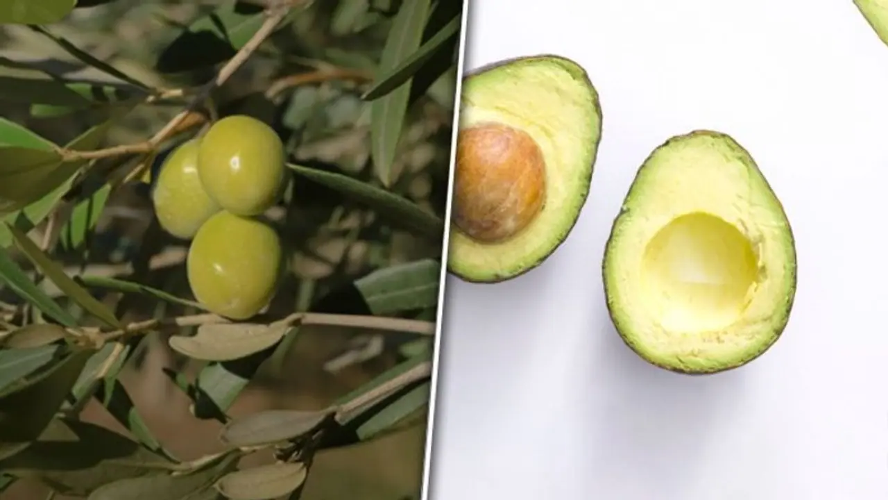 Avocado to Olives: 7 foods containing healthy Fats Avocado to Olives: 7 foods containing healthy Fats